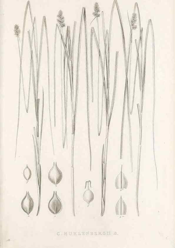 Reproducción/Reproduction 48683342357: Illustrations of the genus Carex. London :William Pamplin,1858-1867.. 