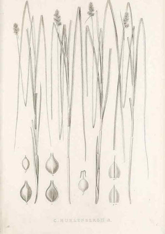 Reproducción/Reproduction 48683342357: Illustrations of the genus Carex. London :William Pamplin,1858-1867.. 