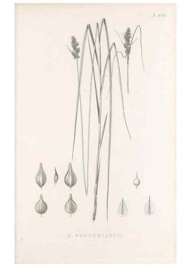 Reproducción/Reproduction 48682828558: Illustrations of the genus Carex. London :William Pamplin,1858-1867.. 