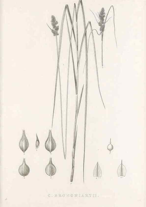 Reproducción/Reproduction 48682828558: Illustrations of the genus Carex. London :William Pamplin,1858-1867.. 