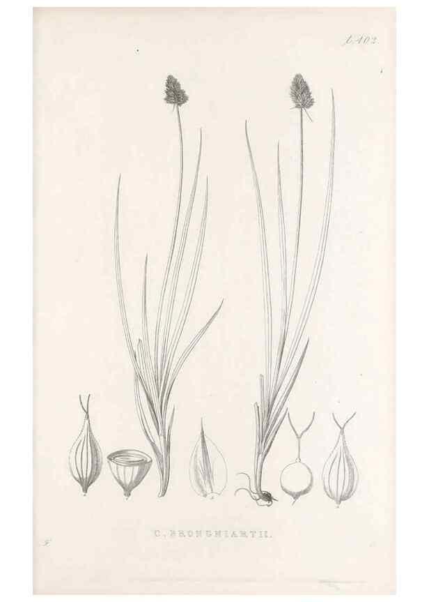Reproducción/Reproduction 48682829323: Illustrations of the genus Carex. London :William Pamplin,1858-1867.. 