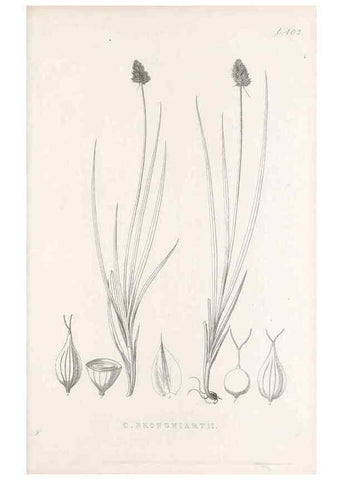 Reproducción/Reproduction 48682829323: Illustrations of the genus Carex. London :William Pamplin,1858-1867.. 