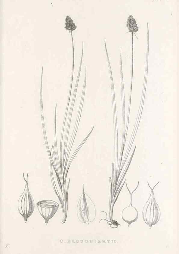 Reproducción/Reproduction 48682829323: Illustrations of the genus Carex. London :William Pamplin,1858-1867.. 