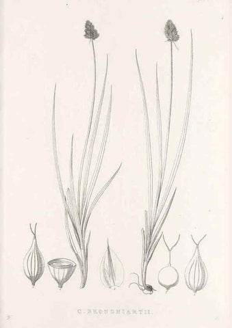 Reproducción/Reproduction 48682829323: Illustrations of the genus Carex. London :William Pamplin,1858-1867.. 