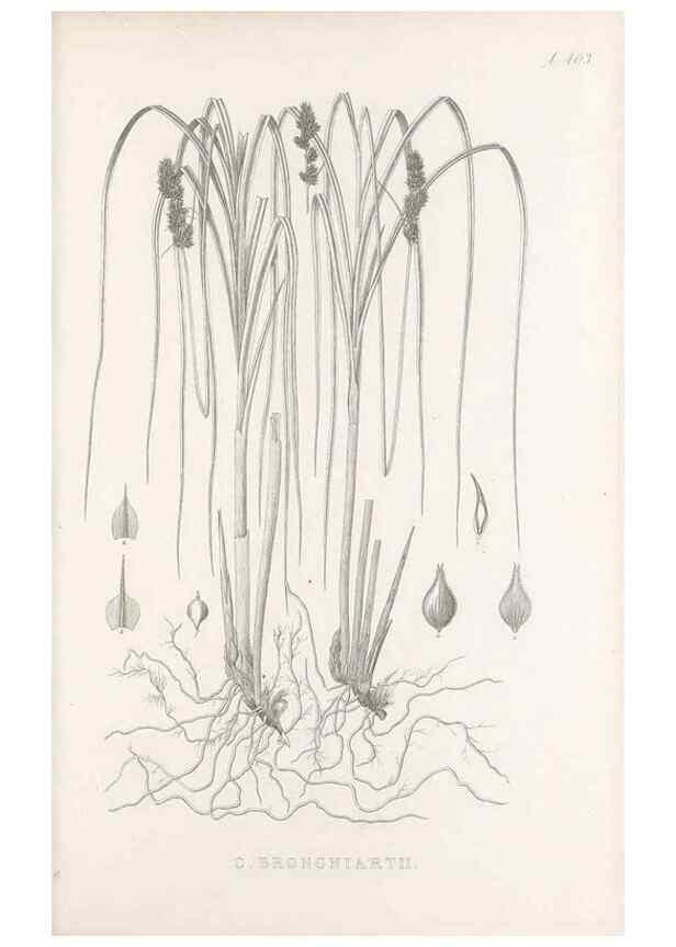 Reproducción/Reproduction 48683167281: Illustrations of the genus Carex. London :William Pamplin,1858-1867.. 