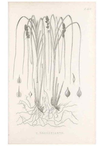 Reproducción/Reproduction 48683167281: Illustrations of the genus Carex. London :William Pamplin,1858-1867.. 
