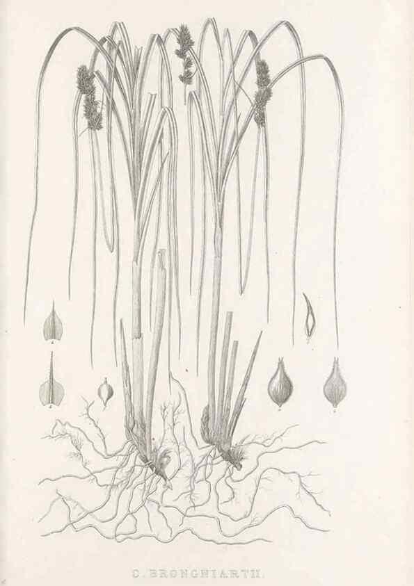 Reproducción/Reproduction 48683167281: Illustrations of the genus Carex. London :William Pamplin,1858-1867.. 
