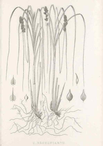 Reproducción/Reproduction 48683167281: Illustrations of the genus Carex. London :William Pamplin,1858-1867.. 