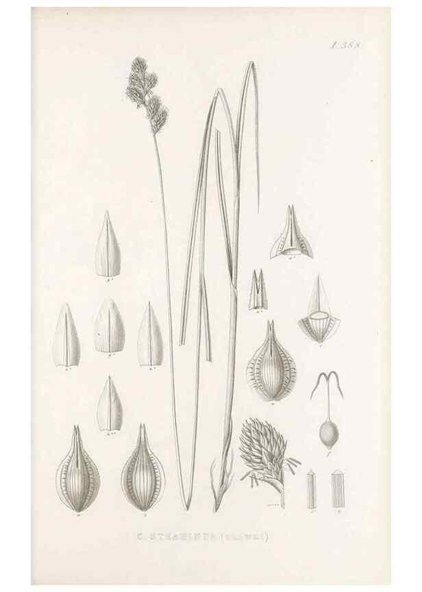 Reproducción/Reproduction 48683337462: Illustrations of the genus Carex. London :William Pamplin,1858-1867.. 