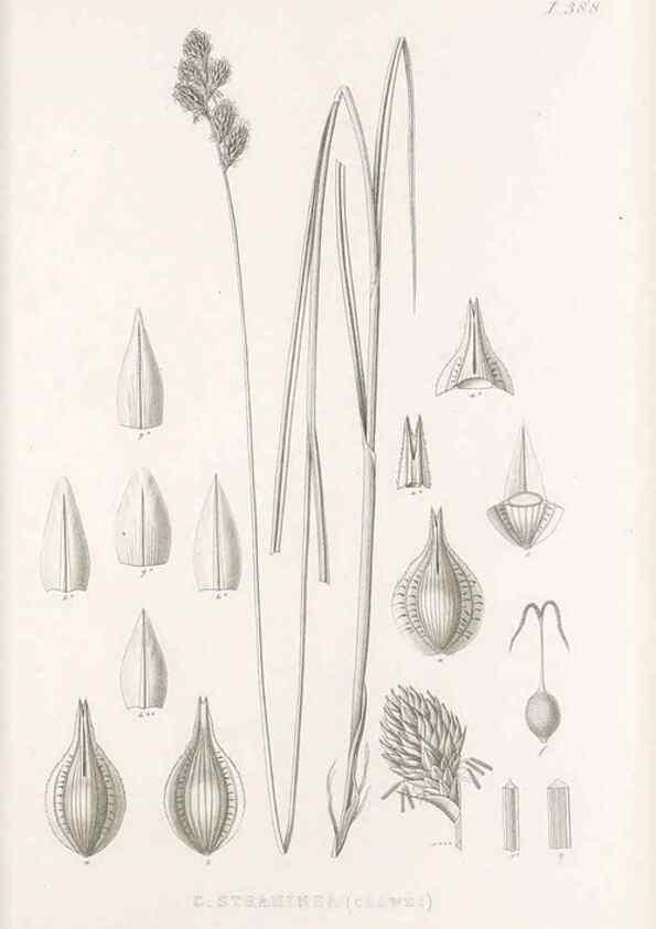 Reproducción/Reproduction 48683337462: Illustrations of the genus Carex. London :William Pamplin,1858-1867.. 