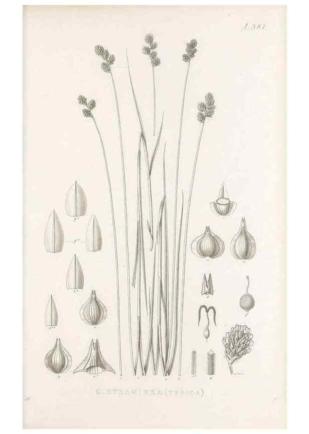 Reproducción/Reproduction 48682823368: Illustrations of the genus Carex. London :William Pamplin,1858-1867.. 