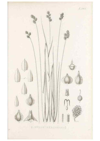 Reproducción/Reproduction 48682823368: Illustrations of the genus Carex. London :William Pamplin,1858-1867.. 