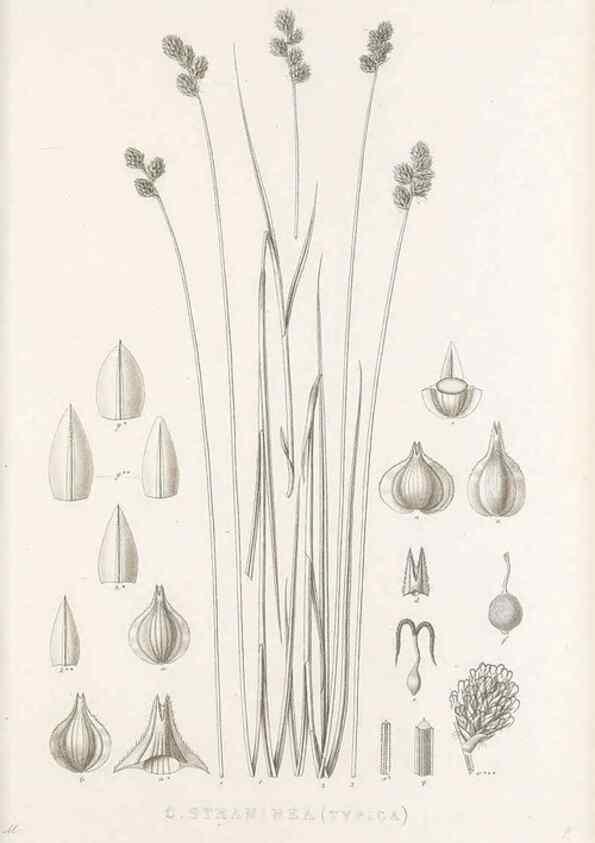 Reproducción/Reproduction 48682823368: Illustrations of the genus Carex. London :William Pamplin,1858-1867.. 