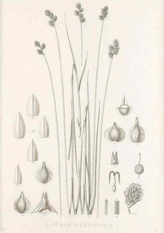 Reproducción/Reproduction 48682823368: Illustrations of the genus Carex. London :William Pamplin,1858-1867.. 