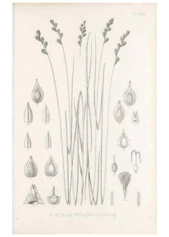 Reproducción/Reproduction 48682822488: Illustrations of the genus Carex. London :William Pamplin,1858-1867.. 