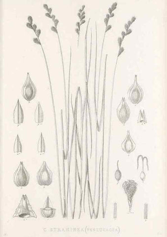 Reproducción/Reproduction 48682822488: Illustrations of the genus Carex. London :William Pamplin,1858-1867.. 
