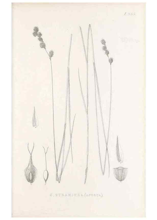 Reproducción/Reproduction 48682822288: Illustrations of the genus Carex. London :William Pamplin,1858-1867.. 