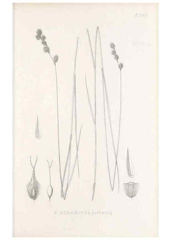 Reproducción/Reproduction 48682822288: Illustrations of the genus Carex. London :William Pamplin,1858-1867.. 