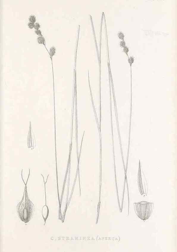 Reproducción/Reproduction 48682822288: Illustrations of the genus Carex. London :William Pamplin,1858-1867.. 