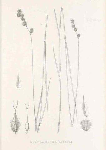 Reproducción/Reproduction 48682822288: Illustrations of the genus Carex. London :William Pamplin,1858-1867.. 