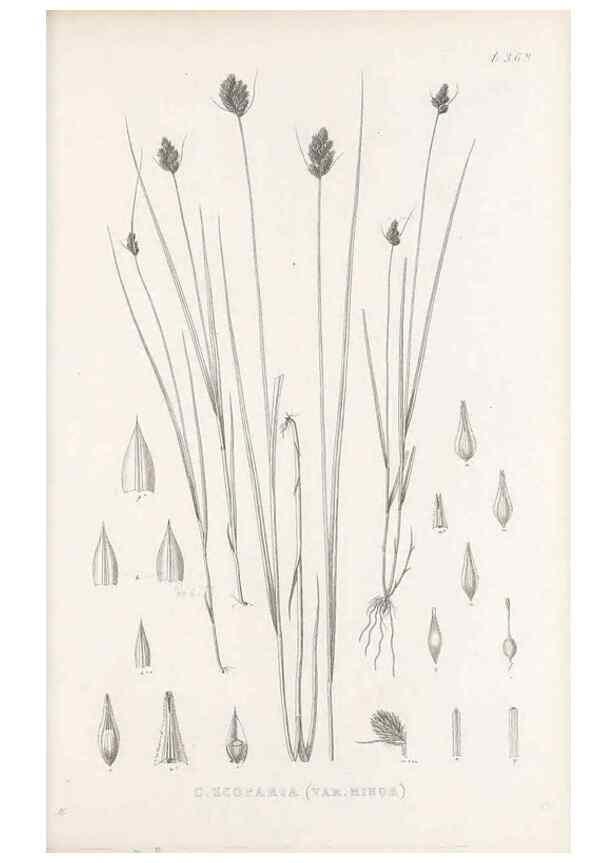 Reproducción/Reproduction 48682817118: Illustrations of the genus Carex. London :William Pamplin,1858-1867.. 
