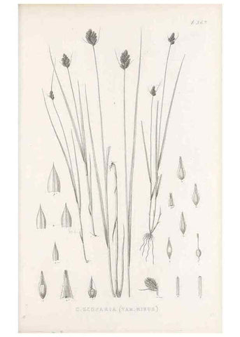 Reproducción/Reproduction 48682817118: Illustrations of the genus Carex. London :William Pamplin,1858-1867.. 