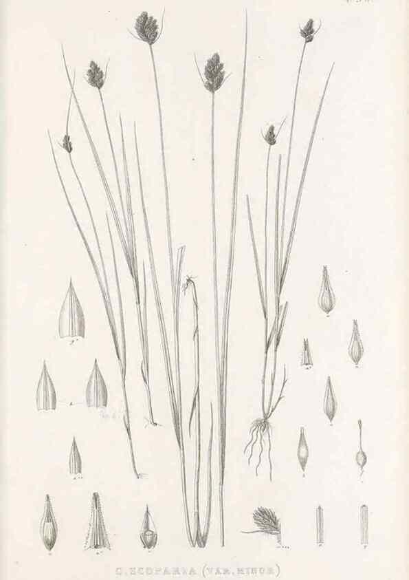 Reproducción/Reproduction 48682817118: Illustrations of the genus Carex. London :William Pamplin,1858-1867.. 
