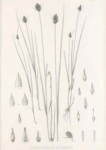 Reproducción/Reproduction 48682817118: Illustrations of the genus Carex. London :William Pamplin,1858-1867.. 