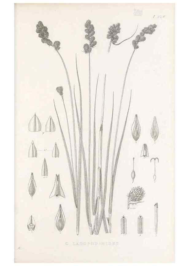 Reproducción/Reproduction 48683331887: Illustrations of the genus Carex. London :William Pamplin,1858-1867.. 
