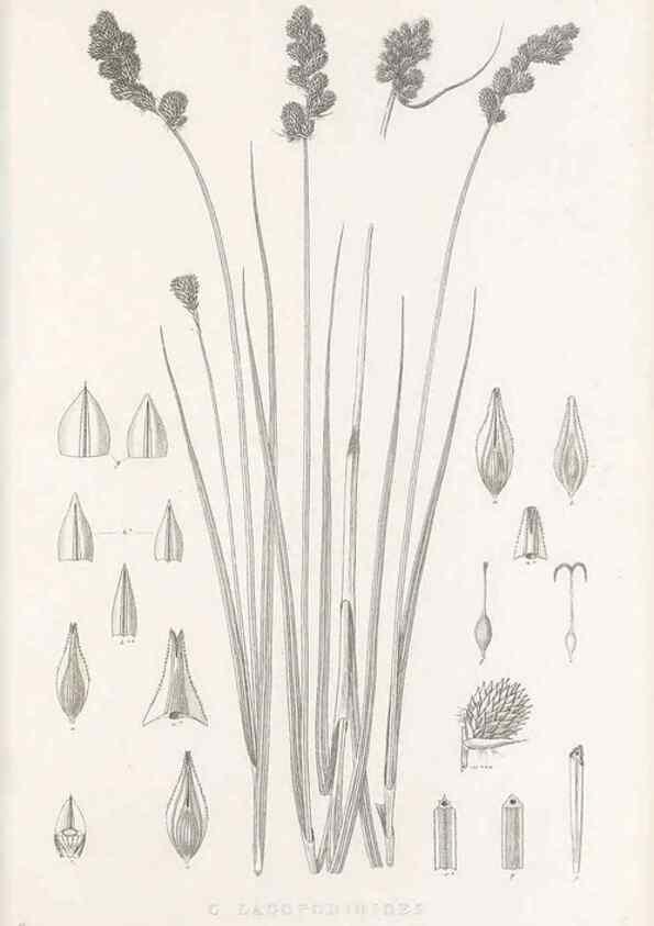 Reproducción/Reproduction 48683331887: Illustrations of the genus Carex. London :William Pamplin,1858-1867.. 