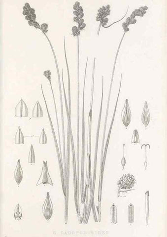 Reproducción/Reproduction 48683331887: Illustrations of the genus Carex. London :William Pamplin,1858-1867.. 