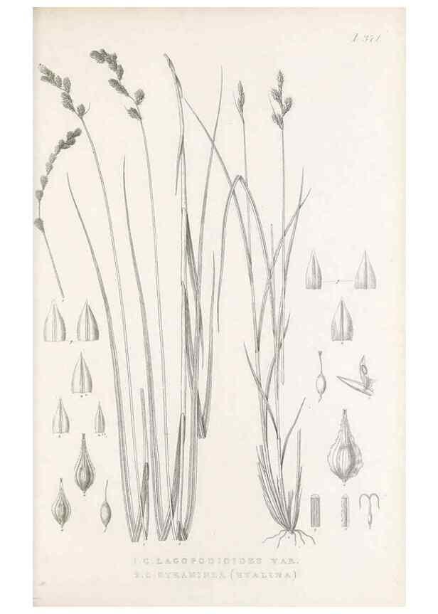 Reproducción/Reproduction 48683332127: Illustrations of the genus Carex. London :William Pamplin,1858-1867.. 