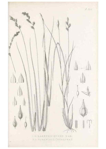 Reproducción/Reproduction 48683332127: Illustrations of the genus Carex. London :William Pamplin,1858-1867.. 