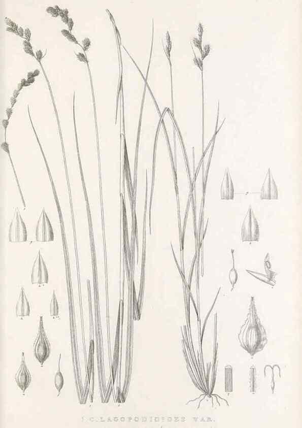 Reproducción/Reproduction 48683332127: Illustrations of the genus Carex. London :William Pamplin,1858-1867.. 