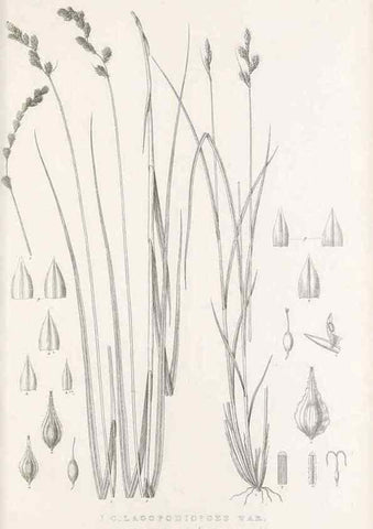 Reproducción/Reproduction 48683332127: Illustrations of the genus Carex. London :William Pamplin,1858-1867.. 