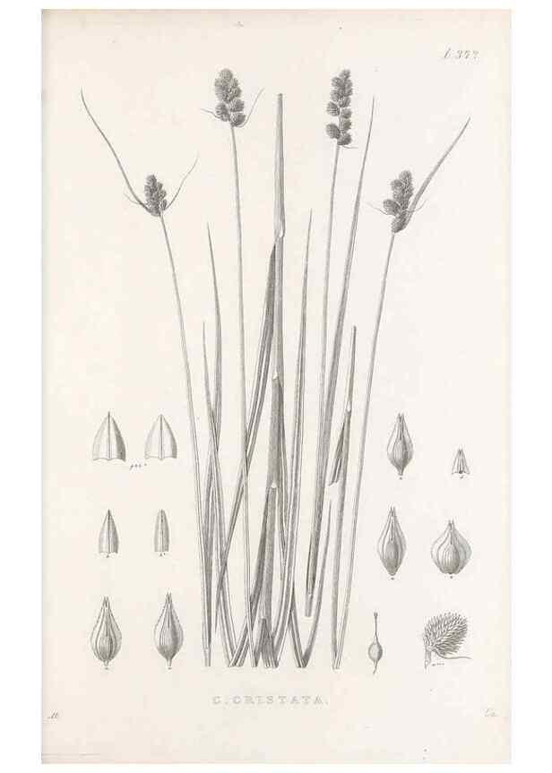 Reproducción/Reproduction 48683332407: Illustrations of the genus Carex. London :William Pamplin,1858-1867.. 