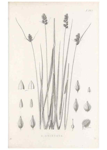 Reproducción/Reproduction 48683332407: Illustrations of the genus Carex. London :William Pamplin,1858-1867.. 