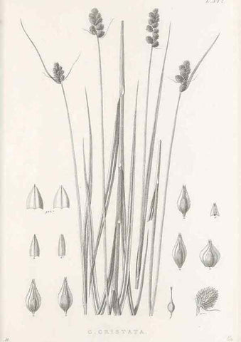 Reproducción/Reproduction 48683332407: Illustrations of the genus Carex. London :William Pamplin,1858-1867.. 