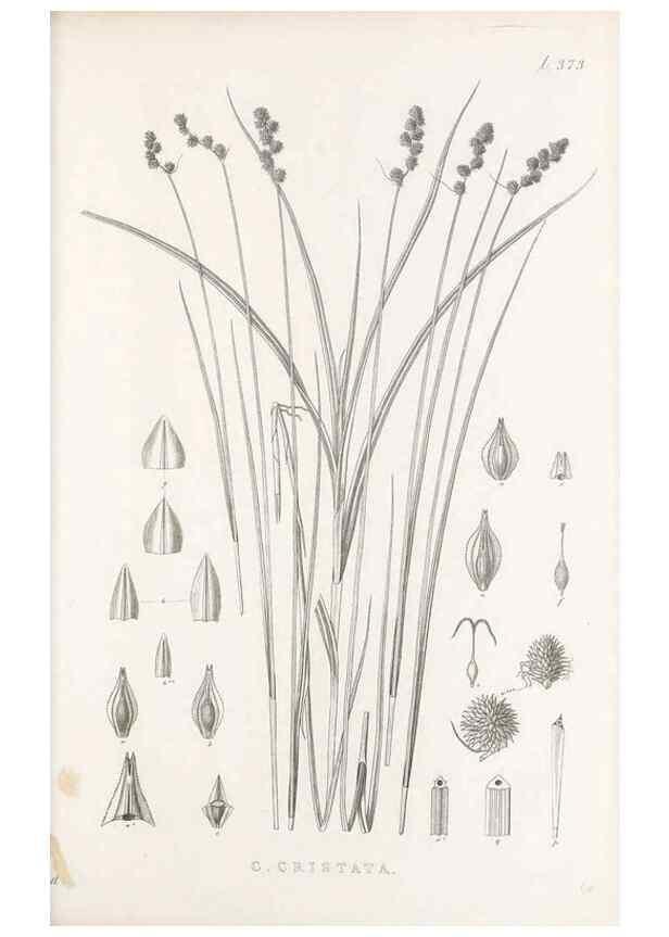 Reproducción/Reproduction 48683155926: Illustrations of the genus Carex. London :William Pamplin,1858-1867.. 