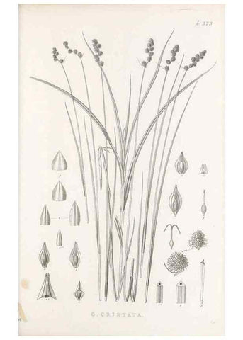 Reproducción/Reproduction 48683155926: Illustrations of the genus Carex. London :William Pamplin,1858-1867.. 