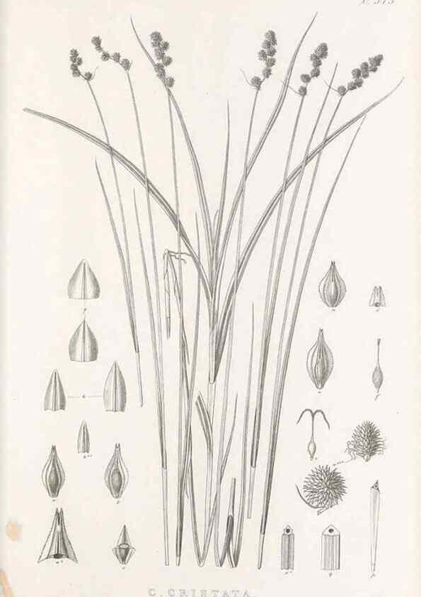 Reproducción/Reproduction 48683155926: Illustrations of the genus Carex. London :William Pamplin,1858-1867.. 