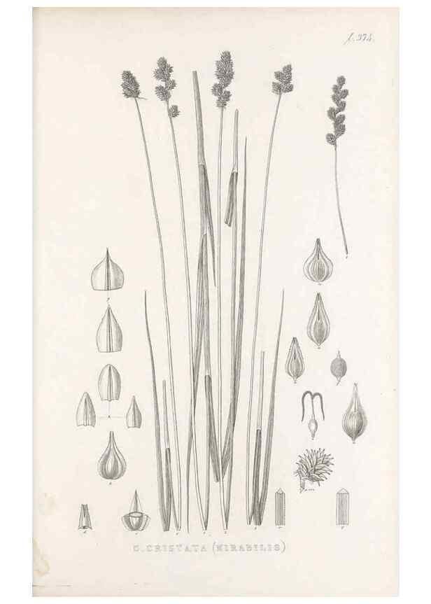 Reproducción/Reproduction 48683156206: Illustrations of the genus Carex. London :William Pamplin,1858-1867.. 