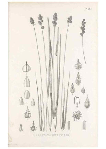 Reproducción/Reproduction 48683156206: Illustrations of the genus Carex. London :William Pamplin,1858-1867.. 