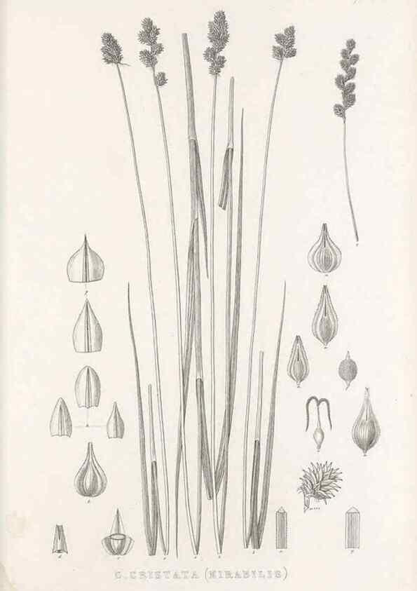 Reproducción/Reproduction 48683156206: Illustrations of the genus Carex. London :William Pamplin,1858-1867.. 