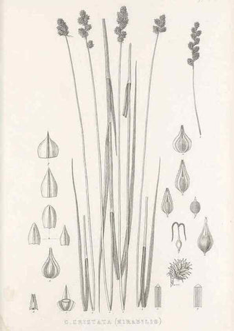 Reproducción/Reproduction 48683156206: Illustrations of the genus Carex. London :William Pamplin,1858-1867.. 