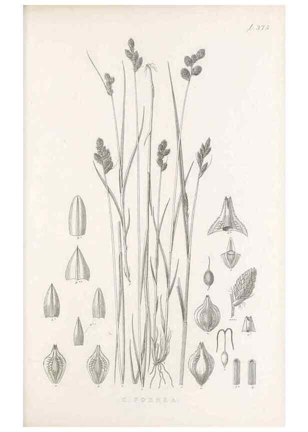 Reproducción/Reproduction 48682818753: Illustrations of the genus Carex. London :William Pamplin,1858-1867.. 