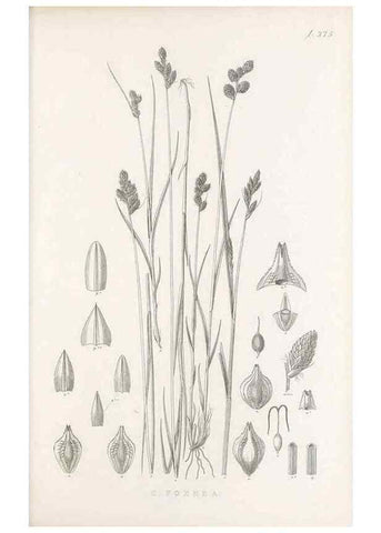 Reproducción/Reproduction 48682818753: Illustrations of the genus Carex. London :William Pamplin,1858-1867.. 