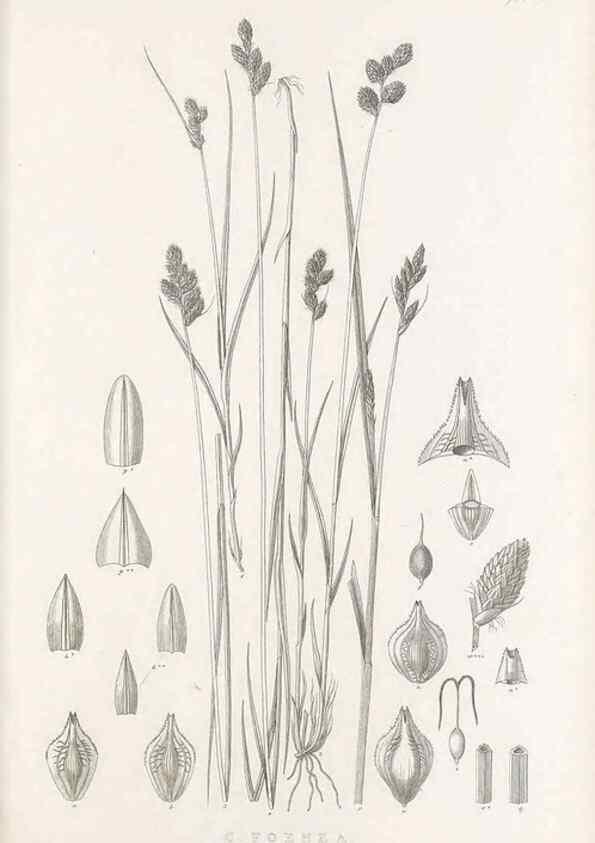 Reproducción/Reproduction 48682818753: Illustrations of the genus Carex. London :William Pamplin,1858-1867.. 
