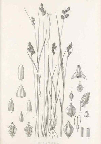 Reproducción/Reproduction 48682818753: Illustrations of the genus Carex. London :William Pamplin,1858-1867.. 