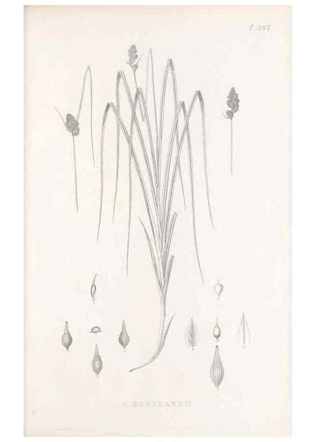Reproducción/Reproduction 48683154266: Illustrations of the genus Carex. London :William Pamplin,1858-1867.. 